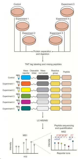 Schematic Diagram of the TMT Quantitative Proteomics Principle [3]